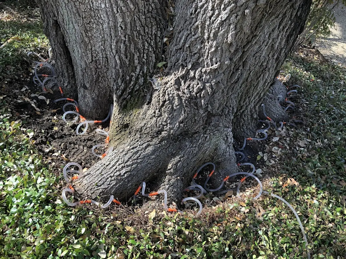 Detailed Tree Cabling and Bracing job site in Makoti
